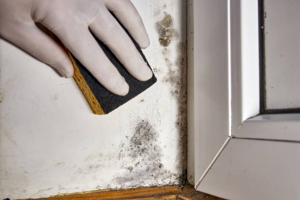 Best Real Estate Mold Inspection  in Crystal Lakes, OH